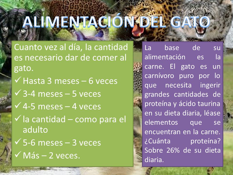 ALIMENTACIÓN DEL GATO Cuanto vez al día, la cantidad es necesario dar de comer al gato. Hasta 3 meses – 6 veces