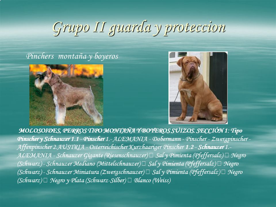 Grupo II guarda y proteccion