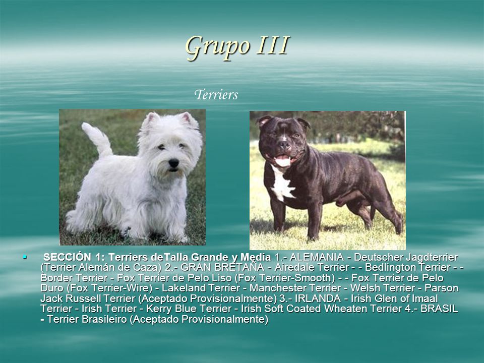 Grupo III Terriers.