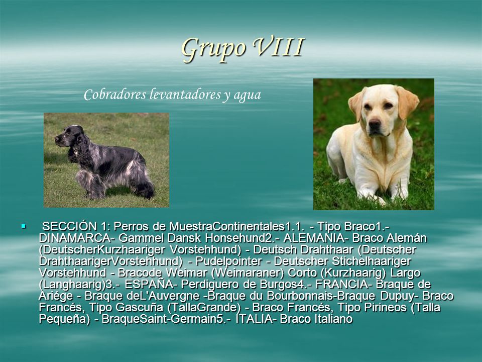Grupo VIII Cobradores levantadores y agua