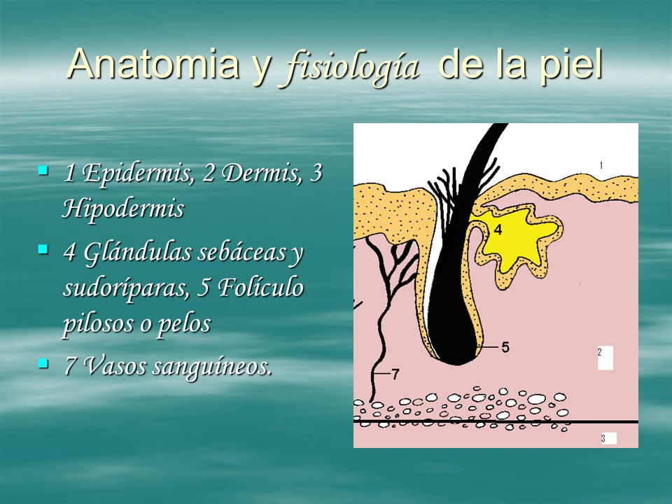 Anatomia y fisiología de la piel