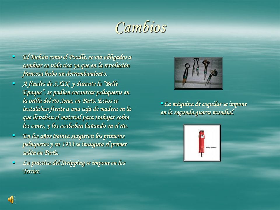Cambios El Bichón como el Poodle, se vio obligados a cambiar su vida rica ya que en la revolución francesa hubo un derrumbamiento.