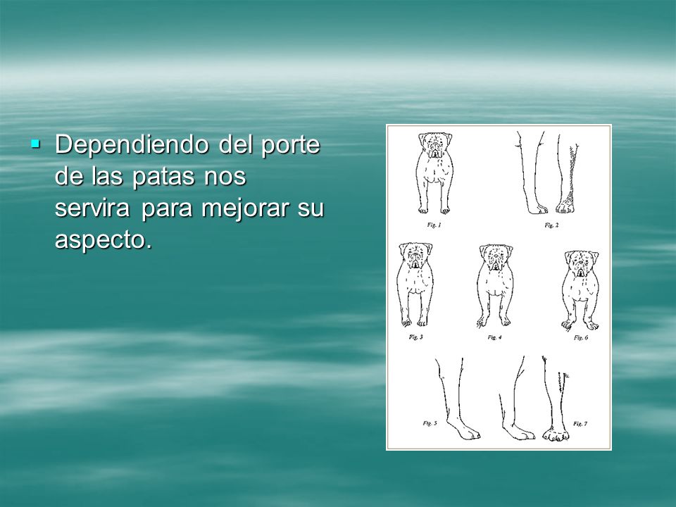 Dependiendo del porte de las patas nos servira para mejorar su aspecto.