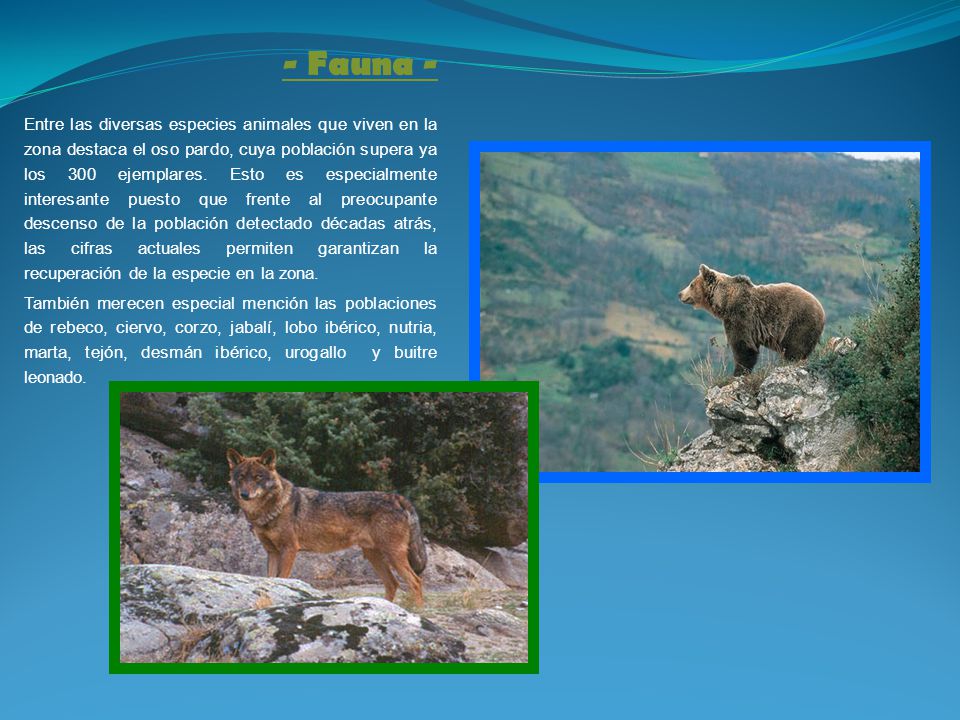 - Flora - La cordillera Cantábrica está dominada por bosques caducifolios constituidos principalmente por hayas y robles.
