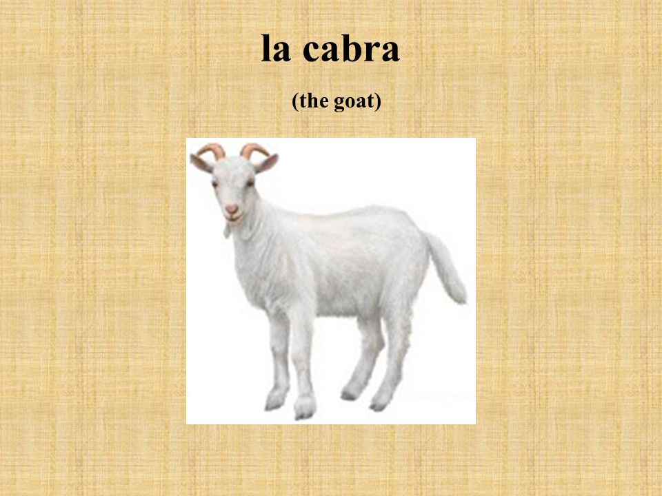 la cabra (the goat)