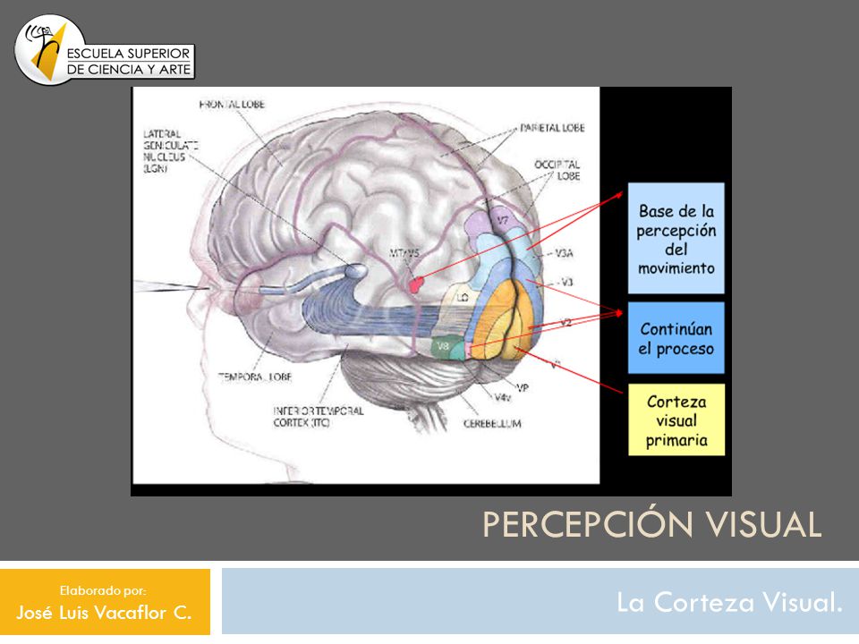 Percepción visual La Corteza Visual. José Luis Vacaflor C.