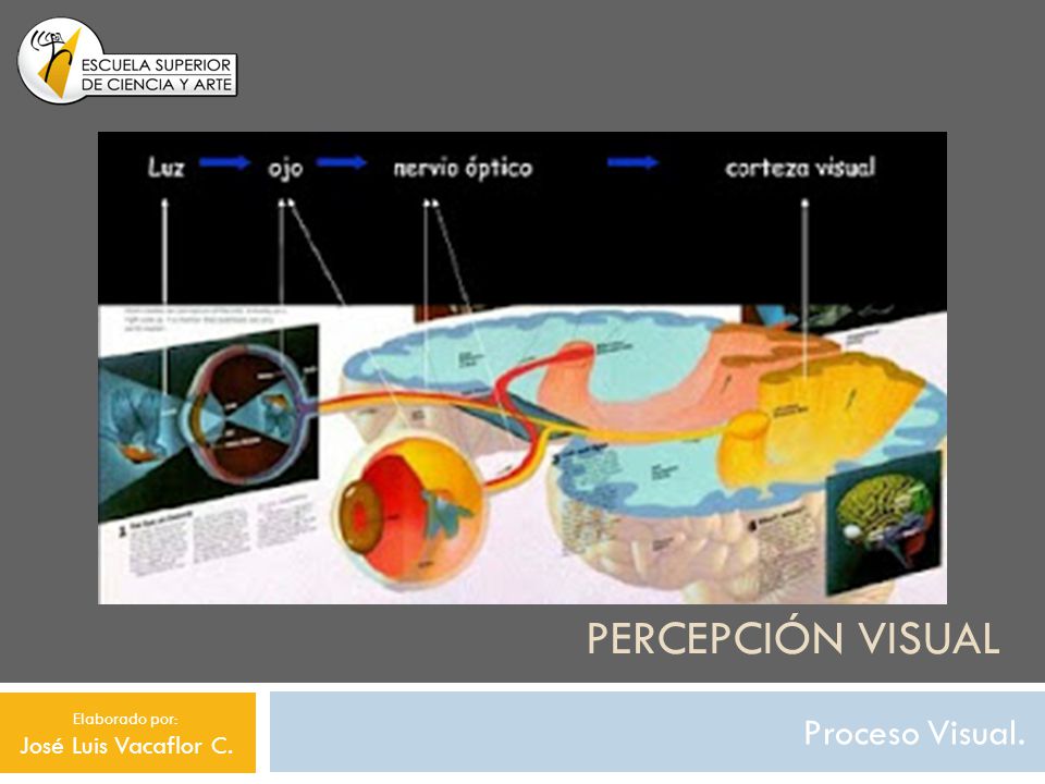 Percepción visual Proceso Visual. Elaborado por: José Luis Vacaflor C.