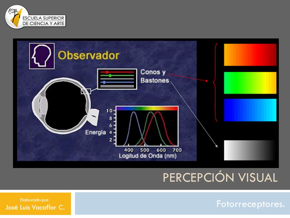 Percepción visual Fotorreceptores. José Luis Vacaflor C.