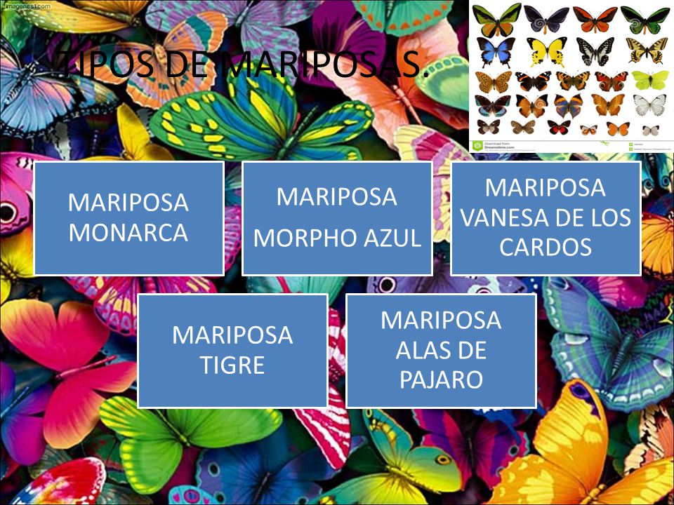 TIPOS DE MARIPOSAS. MARIPOSA MONARCA MORPHO AZUL MARIPOSA