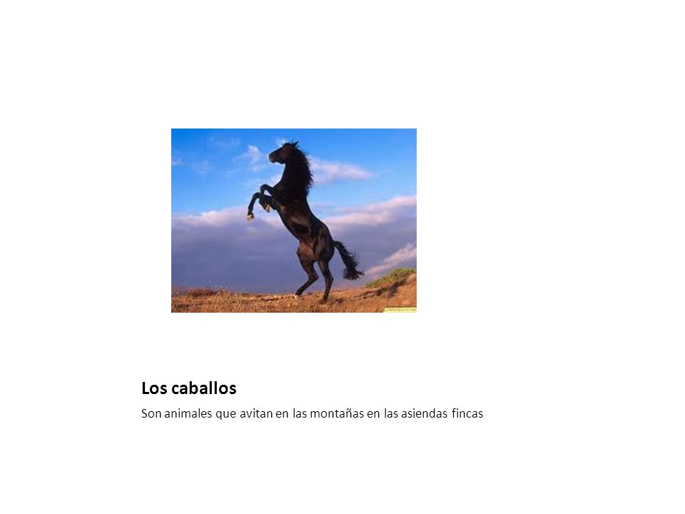 Los caballos Son animales que avitan en las montañas en las asiendas fincas