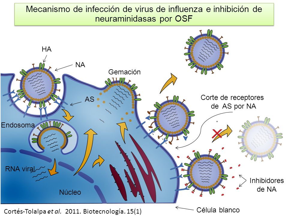 Mecanismo de infección de virus de influenza e inhibición de neuraminidasas por OSF