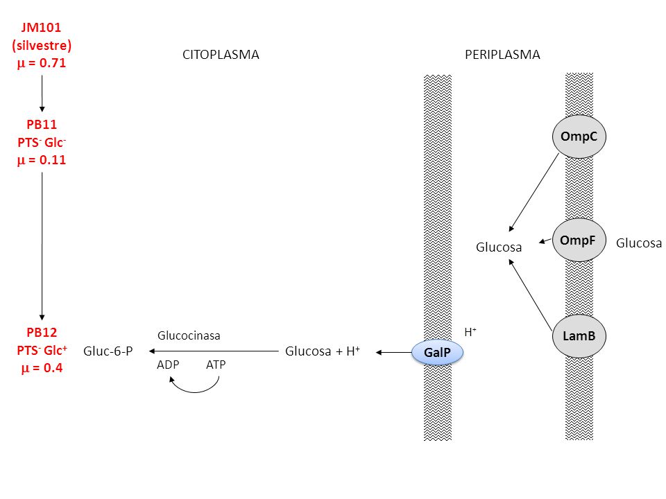 JM101 (silvestre)  = 0.71 CITOPLASMA PERIPLASMA PB11 PTS- Glc-