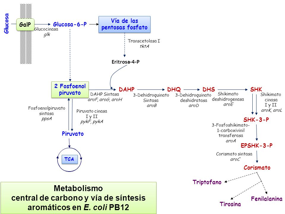 central de carbono y vía de síntesis aromáticos en E. coli PB12
