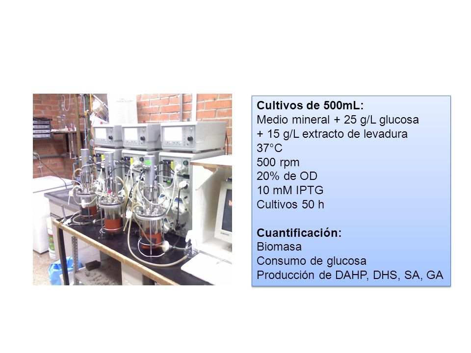 Cultivos de 500mL: Medio mineral + 25 g/L glucosa g/L extracto de levadura. 37°C. 500 rpm.