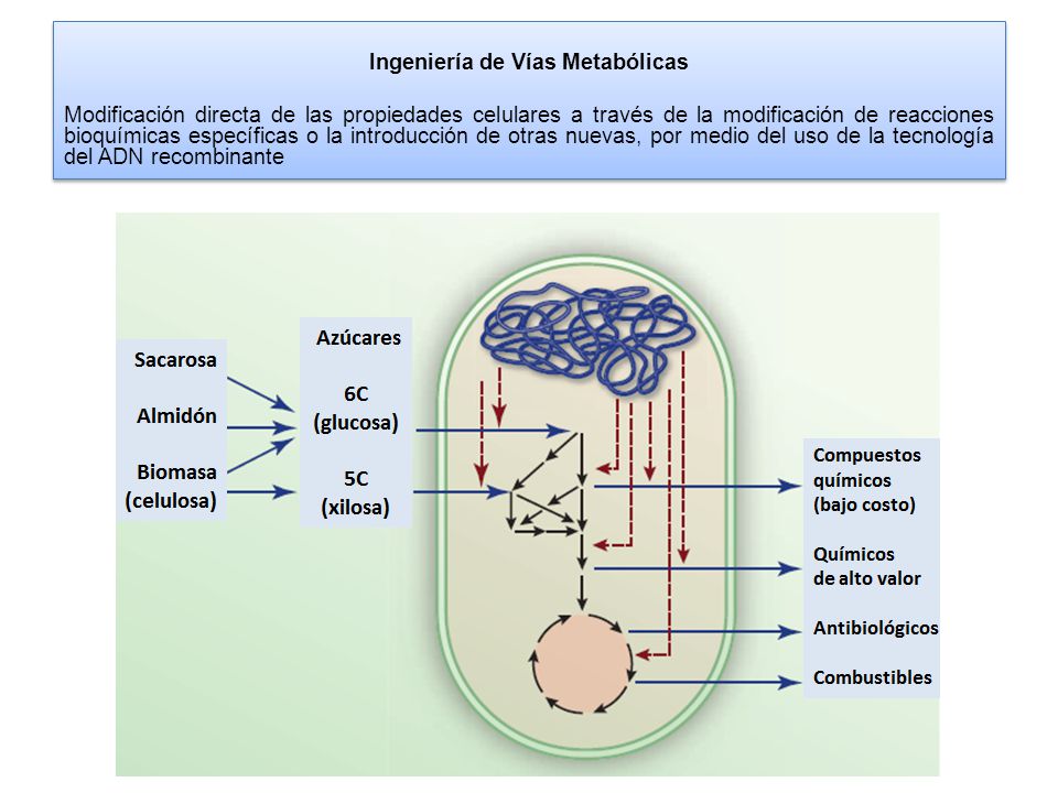 Ingeniería de Vías Metabólicas Modificación directa de las propiedades celulares a través de la modificación de reacciones bioquímicas específicas o la introducción de otras nuevas, por medio del uso de la tecnología del ADN recombinante