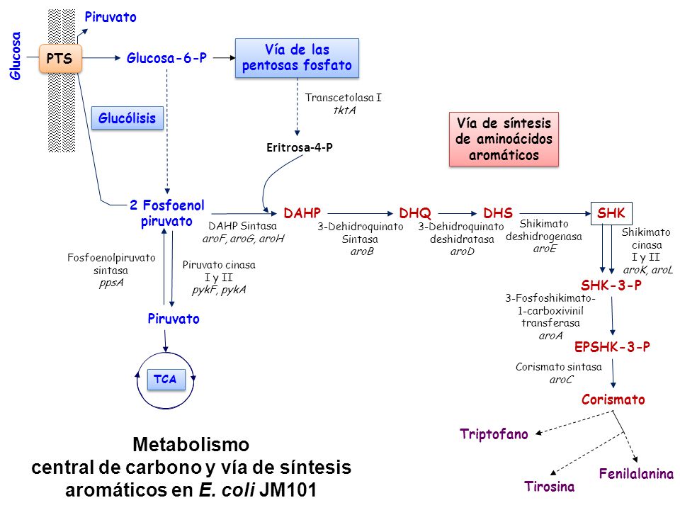 central de carbono y vía de síntesis aromáticos en E. coli JM101