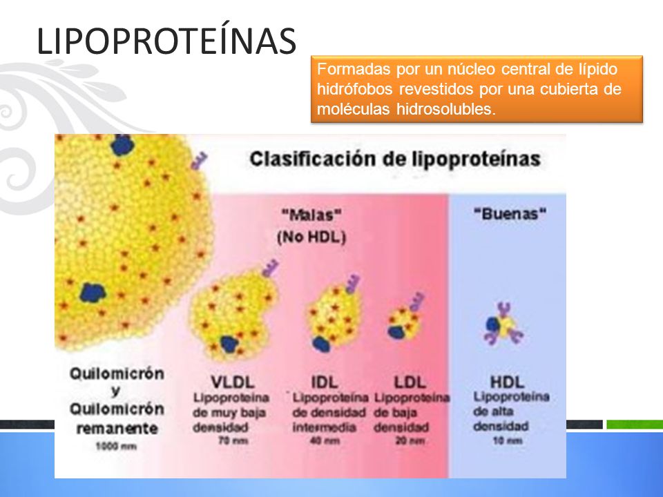 LIPOPROTEÍNAS Formadas por un núcleo central de lípido hidrófobos revestidos por una cubierta de moléculas hidrosolubles.