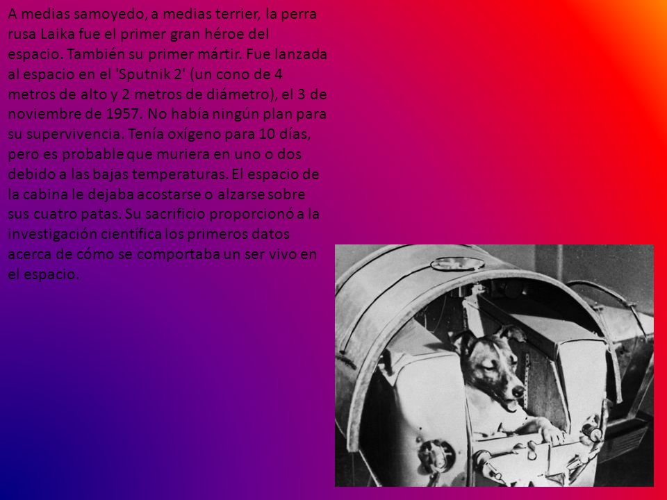 A medias samoyedo, a medias terrier, la perra rusa Laika fue el primer gran héroe del espacio.