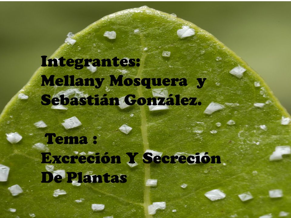 Integrantes: Mellany Mosquera y Sebastián González. Tema : Excreción Y Secreción De Plantas