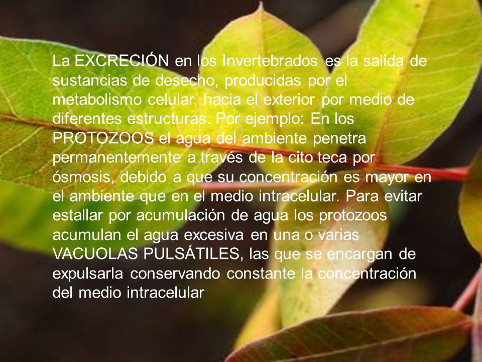 La EXCRECIÓN en los Invertebrados es la salida de sustancias de desecho, producidas por el metabolismo celular, hacia el exterior por medio de diferentes estructuras.