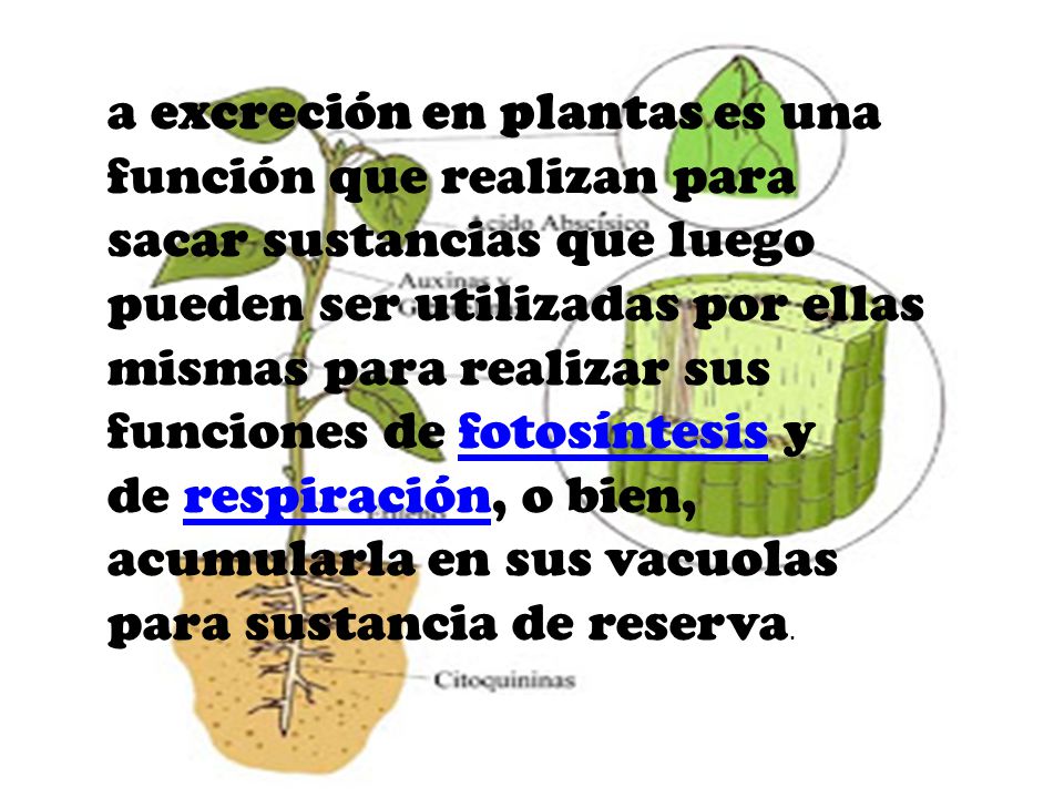 a excreción en plantas es una función que realizan para sacar sustancias que luego pueden ser utilizadas por ellas mismas para realizar sus funciones de fotosíntesis y de respiración, o bien, acumularla en sus vacuolas para sustancia de reserva.
