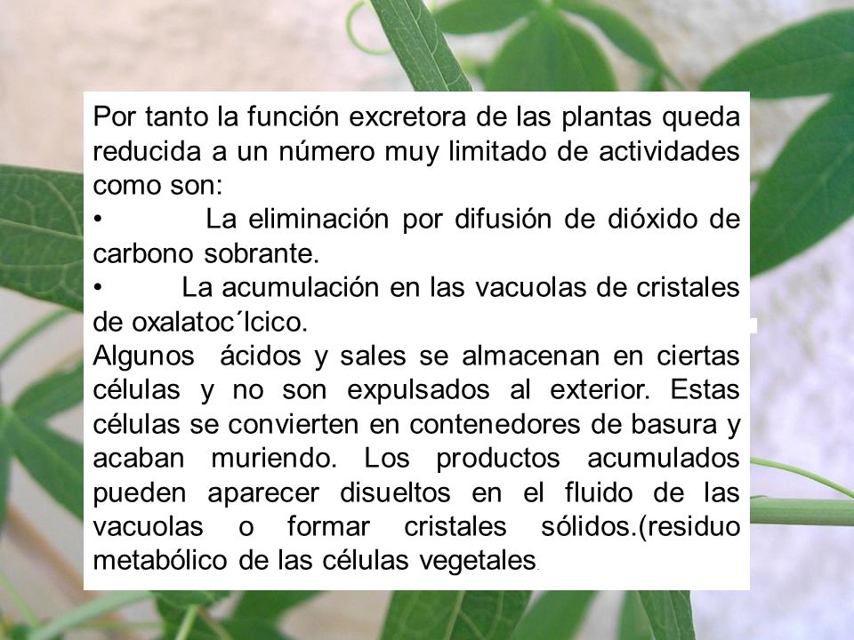 Por tanto la función excretora de las plantas queda reducida a un número muy limitado de actividades como son: