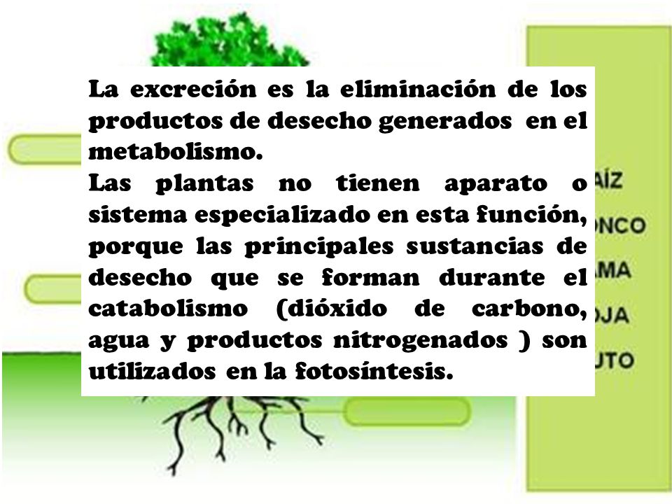La excreción es la eliminación de los productos de desecho generados en el metabolismo.