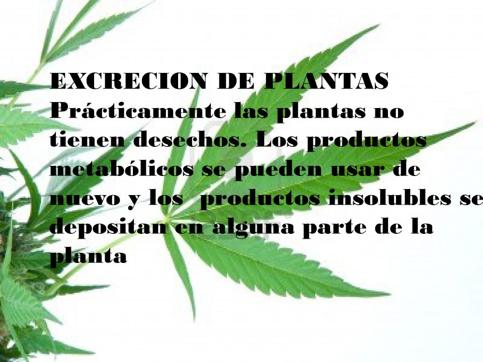EXCRECION DE PLANTAS