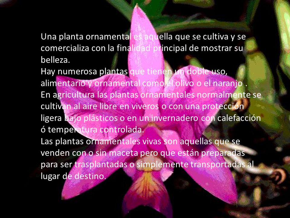 Una planta ornamental es aquella que se cultiva y se comercializa con la finalidad principal de mostrar su belleza.