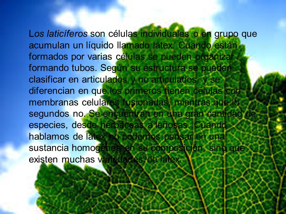 Los laticíferos son células individuales o en grupo que acumulan un líquido llamado látex.
