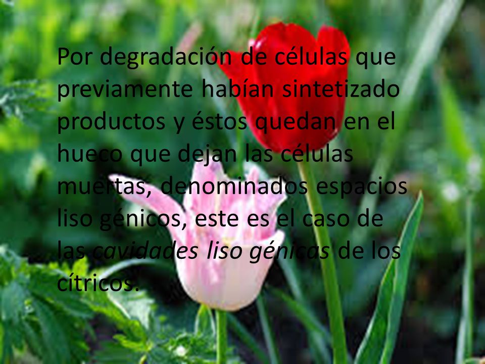 Por degradación de células que previamente habían sintetizado productos y éstos quedan en el hueco que dejan las células muertas, denominados espacios liso génicos, este es el caso de las cavidades liso génicas de los cítricos.