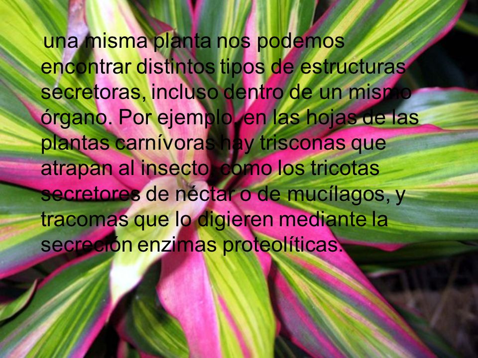una misma planta nos podemos encontrar distintos tipos de estructuras secretoras, incluso dentro de un mismo órgano.