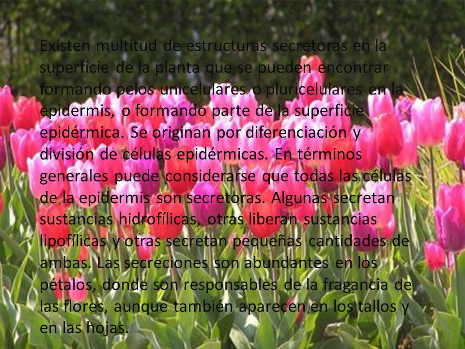 Existen multitud de estructuras secretoras en la superficie de la planta que se pueden encontrar formando pelos unicelulares o pluricelulares en la epidermis, o formando parte de la superficie epidérmica.