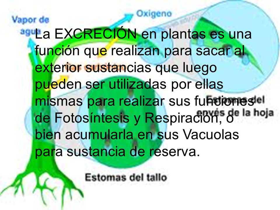 La EXCRECIÓN en plantas es una función que realizan para sacar al exterior sustancias que luego pueden ser utilizadas por ellas mismas para realizar sus funciones de Fotosíntesis y Respiración, o bien acumularla en sus Vacuolas para sustancia de reserva.