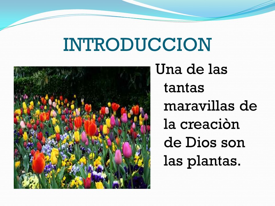 INTRODUCCION Una de las tantas maravillas de la creaciòn de Dios son las plantas.