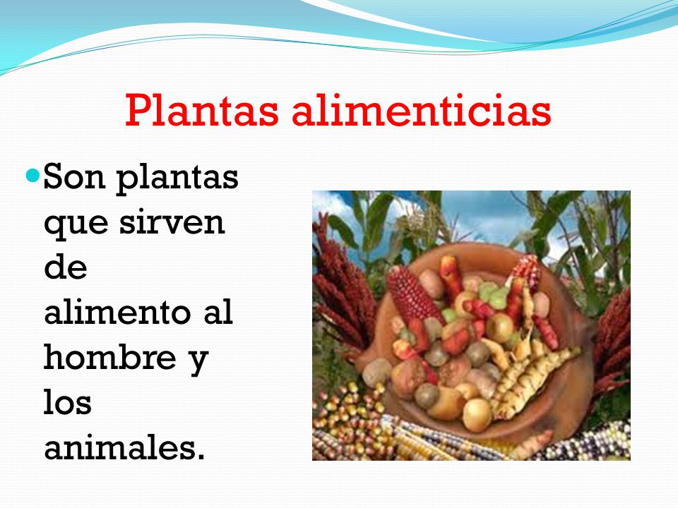 Plantas alimenticias Son plantas que sirven de alimento al hombre y los animales.
