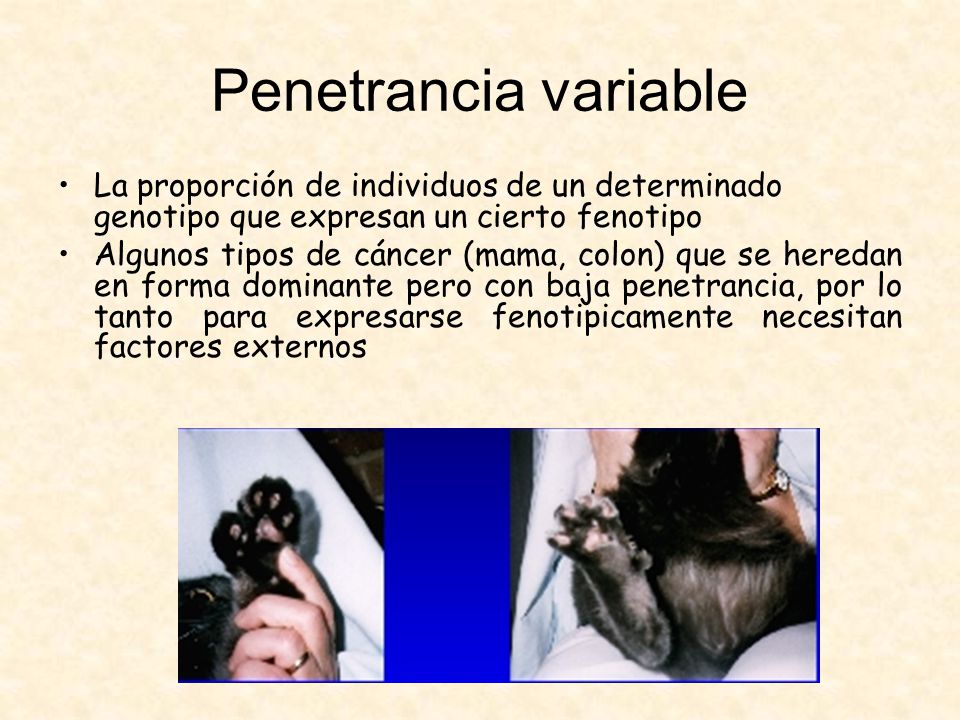 Penetrancia variable La proporción de individuos de un determinado genotipo que expresan un cierto fenotipo.