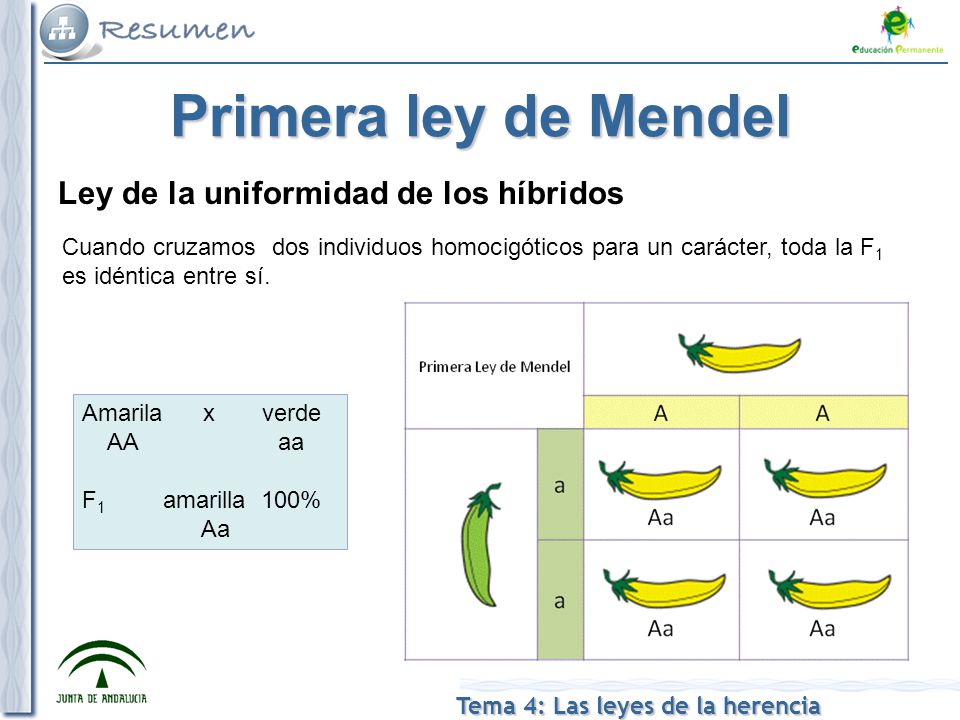 Primera ley de Mendel Ley de la uniformidad de los híbridos