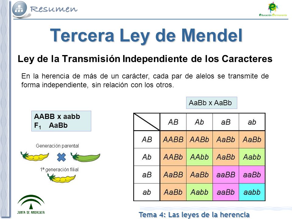 Tercera Ley de Mendel Ley de la Transmisión Independiente de los Caracteres.