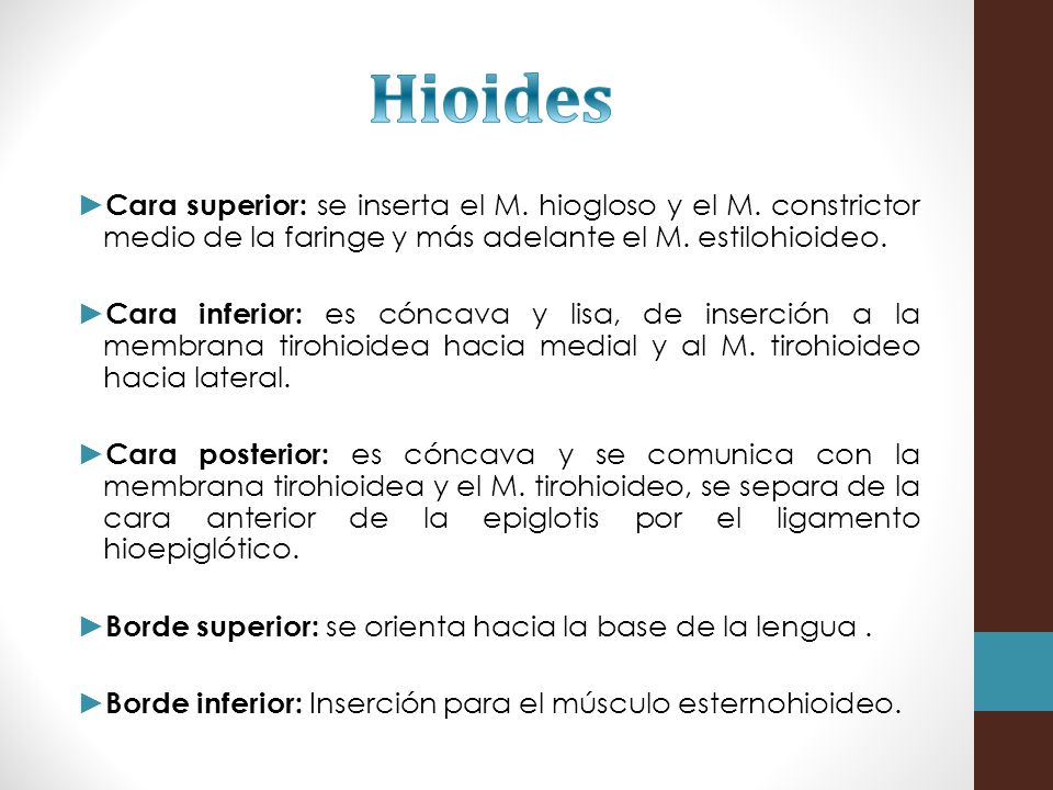 Hioides Cara superior: se inserta el M. hiogloso y el M. constrictor medio de la faringe y más adelante el M. estilohioideo.