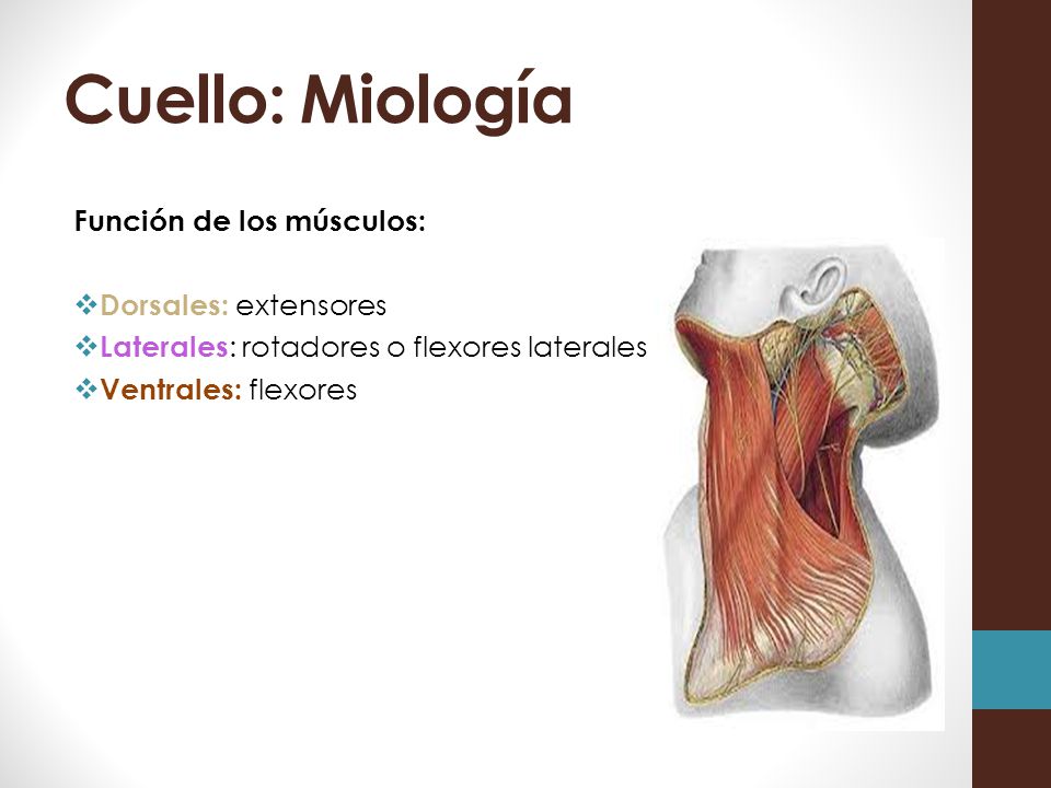 Cuello: Miología Función de los músculos: Dorsales: extensores