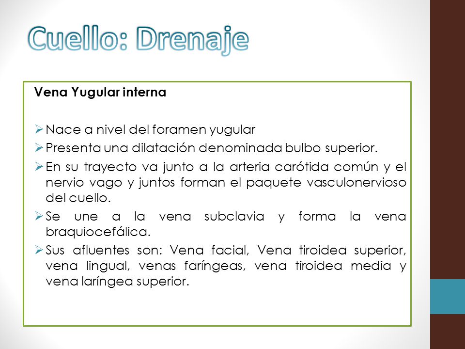Cuello: Drenaje Vena Yugular interna Nace a nivel del foramen yugular