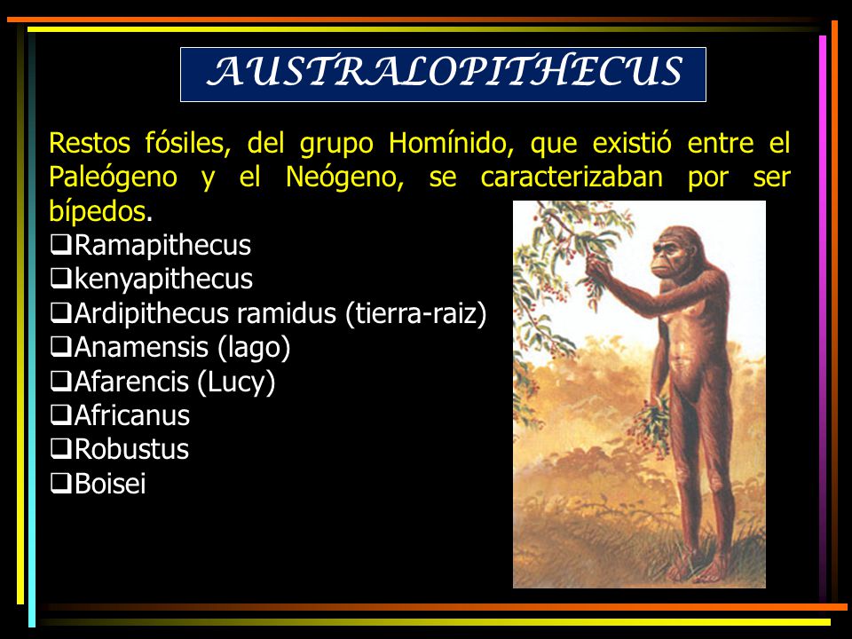 AUSTRALOPITHECUS Restos fósiles, del grupo Homínido, que existió entre el Paleógeno y el Neógeno, se caracterizaban por ser bípedos.
