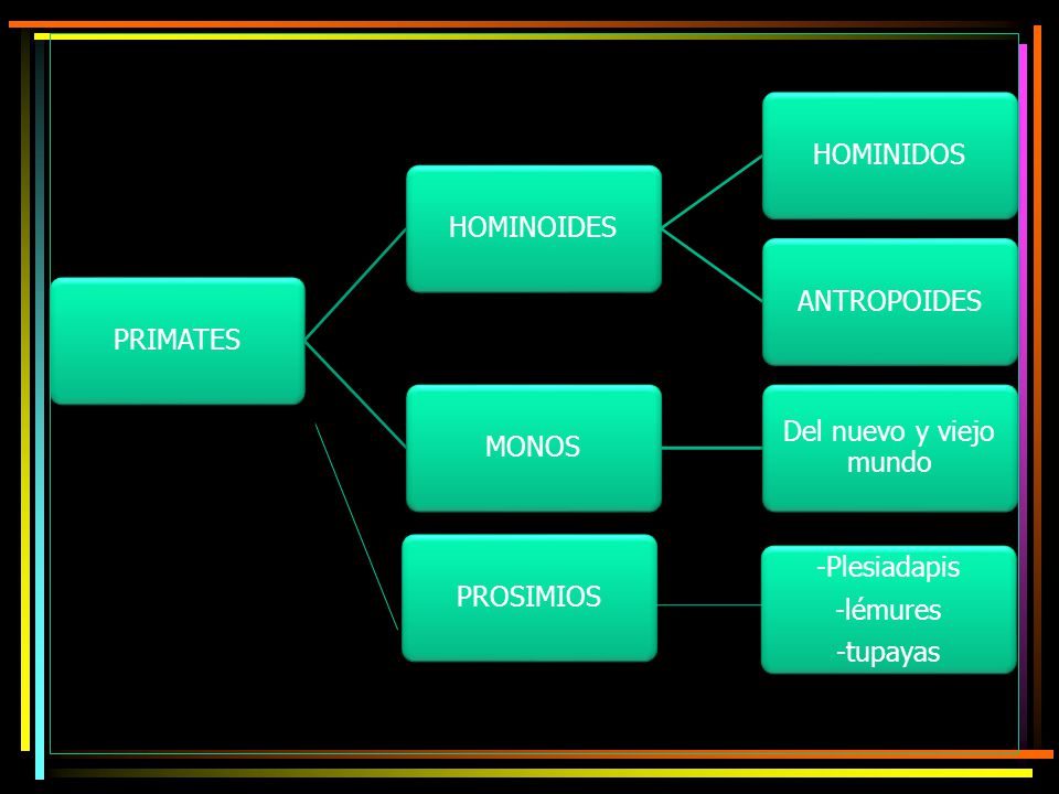 PRIMATES HOMINOIDES. HOMINIDOS. ANTROPOIDES. MONOS. Del nuevo y viejo mundo. PROSIMIOS. -Plesiadapis.