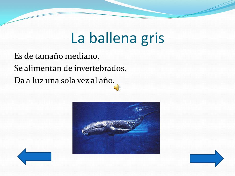 La ballena gris Es de tamaño mediano. Se alimentan de invertebrados. Da a luz una sola vez al año.
