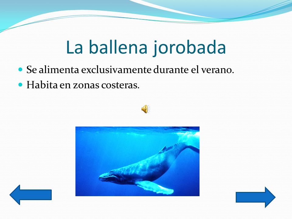 La ballena jorobada Se alimenta exclusivamente durante el verano.