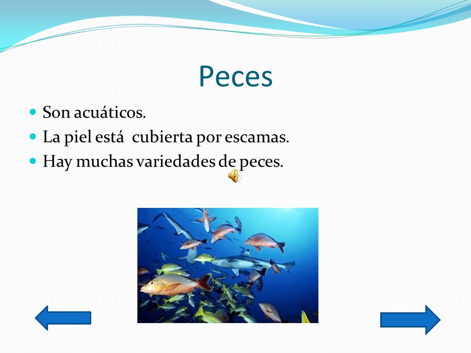Peces Son acuáticos. La piel está cubierta por escamas.
