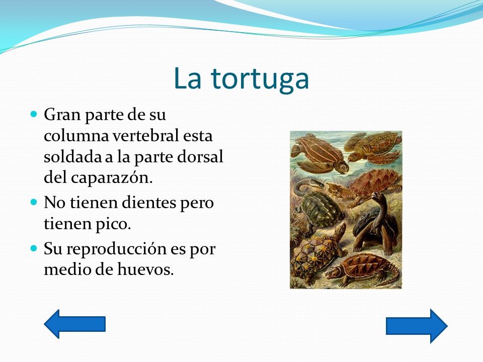 La tortuga Gran parte de su columna vertebral esta soldada a la parte dorsal del caparazón. No tienen dientes pero tienen pico.