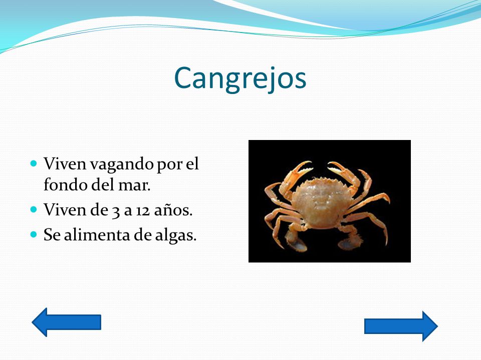 Cangrejos Viven vagando por el fondo del mar. Viven de 3 a 12 años.