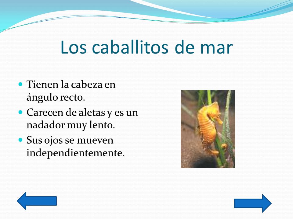 Los caballitos de mar Tienen la cabeza en ángulo recto.